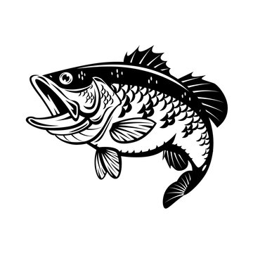 graphic bass fish, vector
