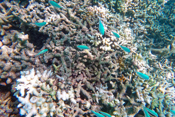 グアム　タモンビーチの水中