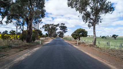 Straight rural country road lined with eucalyptus trees alongside canola fields