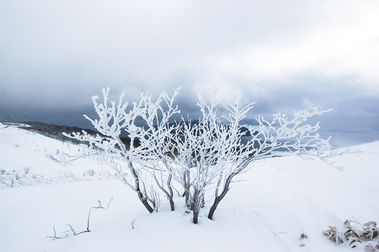 美幌峠の樹氷と屈斜路湖（北海道）