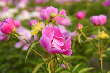 Pink peony flower, close-up