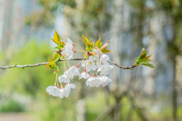 Soft focus Cherry Blossom or flower on nature background