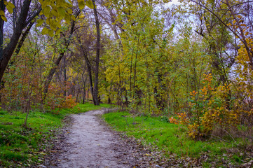 Autumn landscape. Hiking trail in the grove
