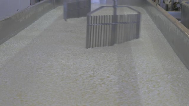 close up of cheese making vat mixing milk and rennet togeather in large industrial factory