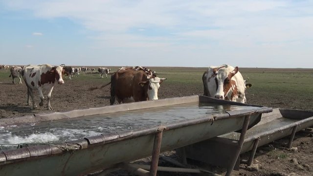 cattle in the pasture drinking water