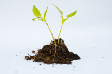 ํYoung plant with soil isolated.