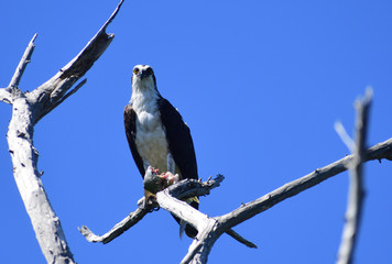 eagle looking