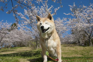 満開の桜の前で笑う柴犬
