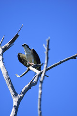 aguila