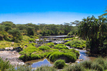 Obraz premium Small pond among savanna. Serengeti, Tanzania
