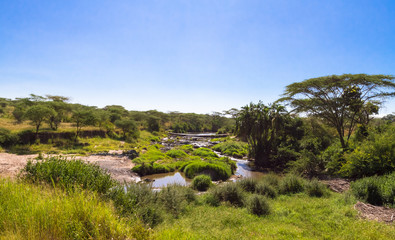 Fototapeta na wymiar Small swamp among savanna. Serengeti, Tanzania