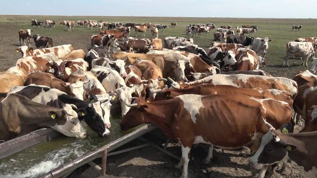 cattle in the pasture drinking water