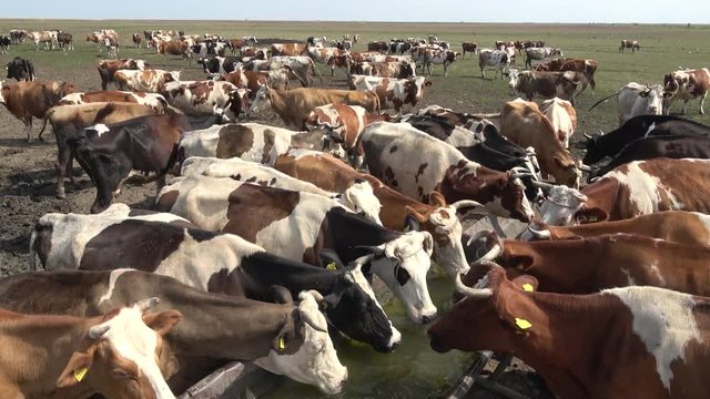 cattle in the pasture drinking water