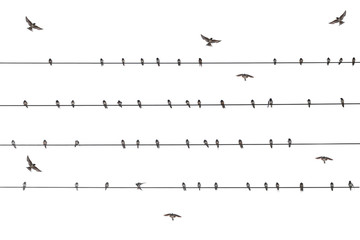  flock martin bird on wire electric isolate white background