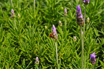 abeja polen lavanda 