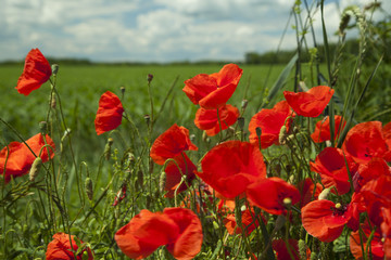 summer, field with poppies
