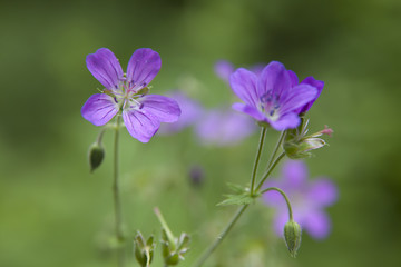 Purple Wild Flowers
