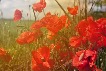 Fototapeta na wymiar summer, field with poppies
