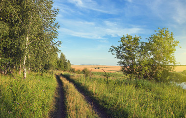 Sunny summer landscape with ground countryside road passing through fields on a background of blue sky.Birch trees with fresh green foliage growing in the meadows.Warm sunlight at sunset.