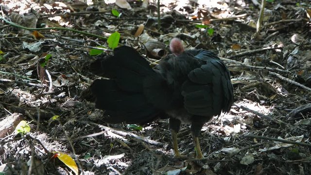 an australian brush turkey preens itself