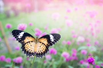 Fototapeta na wymiar Butterfly collect nectar from pink-purple flower in garden. On happy family day and valentine and lovely day. Colorful flower for wallpaper, background, decorate interior.Copy space for greeting card.