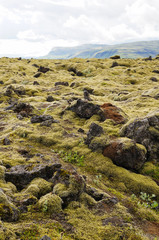Lava field covered with green moss,Iceland.