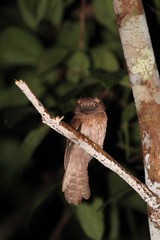 Gould's Frogmouth (Batrachostomus stellatus) in Borneo, Malaysia - ウロコガマグチヨタカ