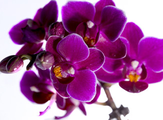 Orchid flower close look - macro