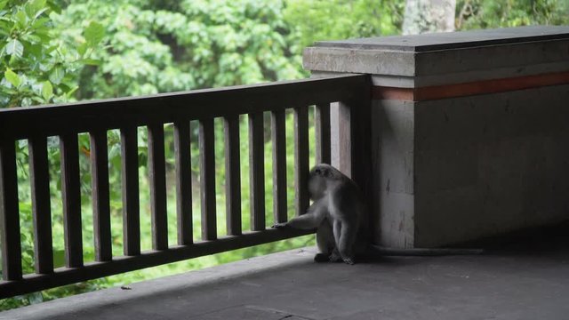 Monkey is bored and sad in Monkey Forest Ubud Bali