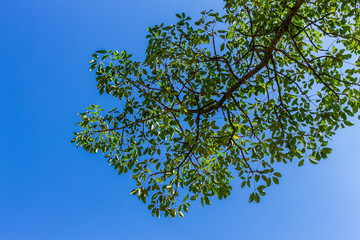 Background of nature