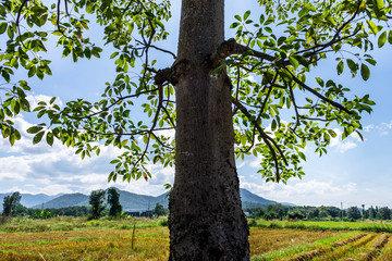 Background of nature