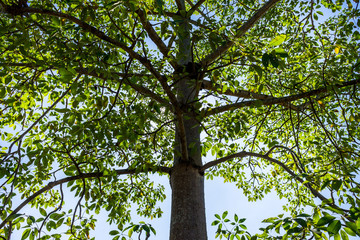 Background of nature
