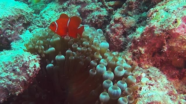 a maroon clownfish (Premnas biaculeatus) and anemone on the great barrier reef