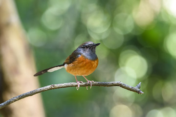 Female white-rumped shama or Copsychus malabaricus perched on tree branch with green Bokeh background