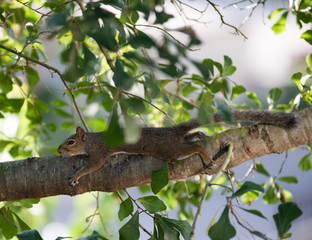 Wild squirrel is resting on the tree 