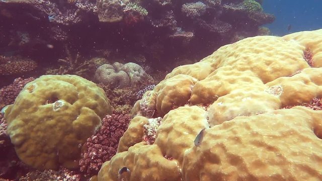 a tracking shot of two small green chromis and porites coral on the great barrier reef