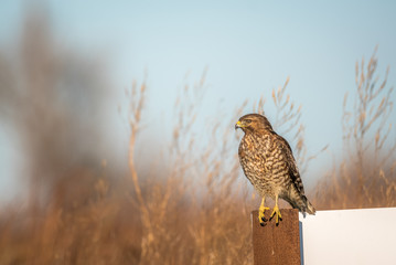 Hawk perched