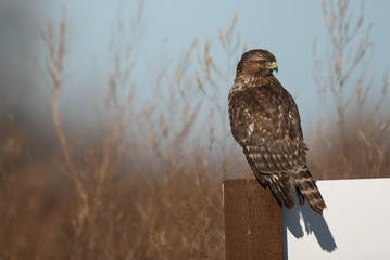 Perched Hawk