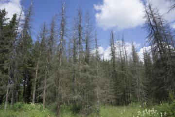 dry gray wood of trees