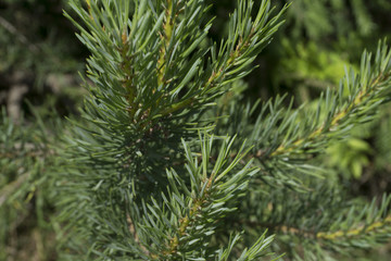 Fototapeta na wymiar green needles of the coniferous tree texture