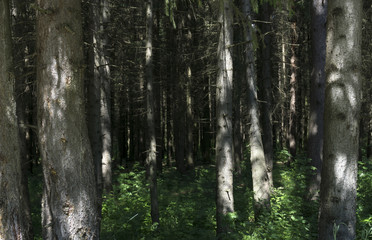 man walking on a path in a strange dark forest with fog