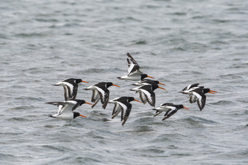 ミヤコドリ群飛(Oystercatcher)