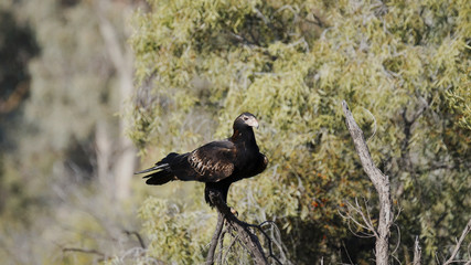 Wedge-tailed Eagle (Aquila audax)