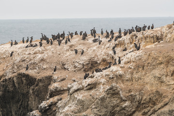 Fototapeta na wymiar cormorant bird on cliff