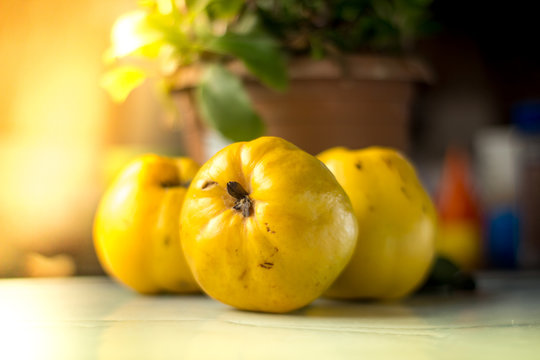 Organic Ripe yellow quince fruit on wooden table.