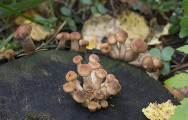 Mushrooms. forest is rich in mushrooms. Mushrooms are of different types: