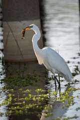 Snowy Egret Eating 
