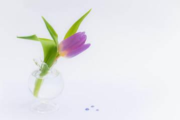 Light purple tulip in a glass vase isolated on a white background, with purple drops on the ground

