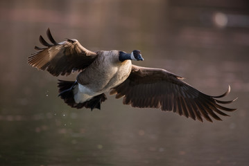 Canada goose mid flight © MikeFusaro