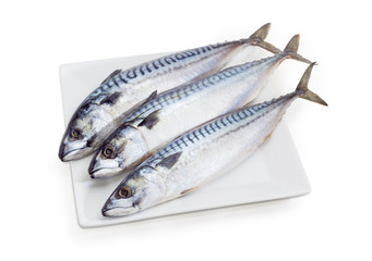 Three uncooked Atlantic mackerel on a white dish